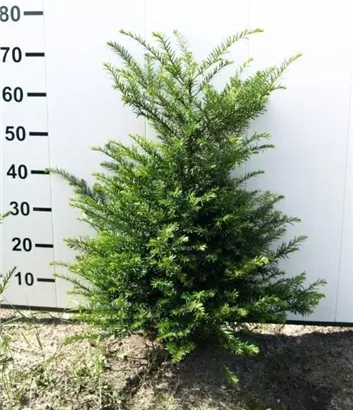 Heimische Eibe - Taxus baccata - Heckenpflanzen