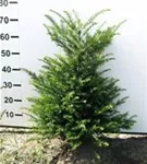 Heimische Eibe - Taxus baccata - Heckenpflanzen
