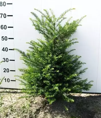 Heimische Eibe - Taxus baccata - Heckenpflanzen