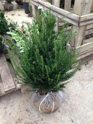 Heimische Eibe - Taxus baccata - Heckenpflanzen