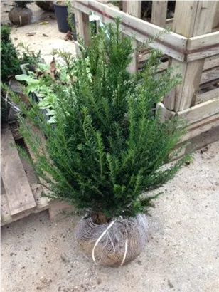 Heimische Eibe - Taxus baccata - Heckenpflanzen