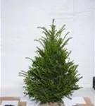 Heimische Eibe - Taxus baccata - Heckenpflanzen