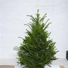 Taxus baccata - Heckenpflanzen, mB 70- 80