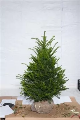 Heimische Eibe - Taxus baccata - Heckenpflanzen