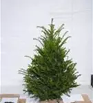 Heimische Eibe - Taxus baccata - Heckenpflanzen