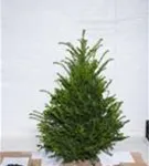 Heimische Eibe - Taxus baccata - Heckenpflanzen