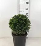 Heimische Eibe - Taxus baccata - Formgehölze