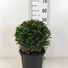 Taxus baccata - Formgehölze, C 7,5 Kugel 30-