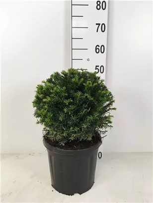 Heimische Eibe - Taxus baccata - Formgehölze