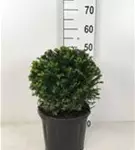 Heimische Eibe - Taxus baccata - Formgehölze