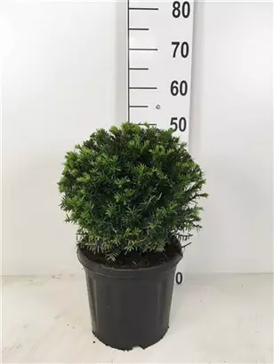 Heimische Eibe - Taxus baccata - Formgehölze