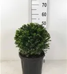 Heimische Eibe - Taxus baccata - Formgehölze