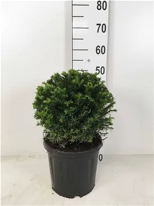 Heimische Eibe - Taxus baccata - Formgehölze