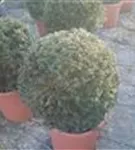 Heimische Eibe - Taxus baccata - Formgehölze
