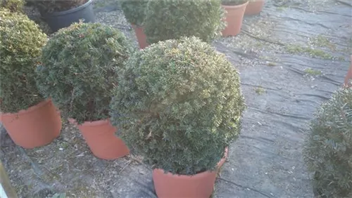Heimische Eibe - Taxus baccata - Formgehölze