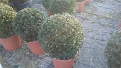 Heimische Eibe - Taxus baccata - Formgehölze