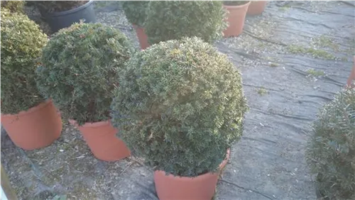 Heimische Eibe - Taxus baccata - Formgehölze