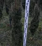 Eibe 'David' - Taxus baccata 'David' Eibe 'David' - Taxus baccata 'David'