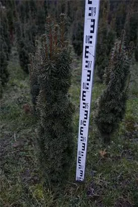 Eibe 'David' - Taxus baccata 'David' Eibe 'David' - Taxus baccata 'David'