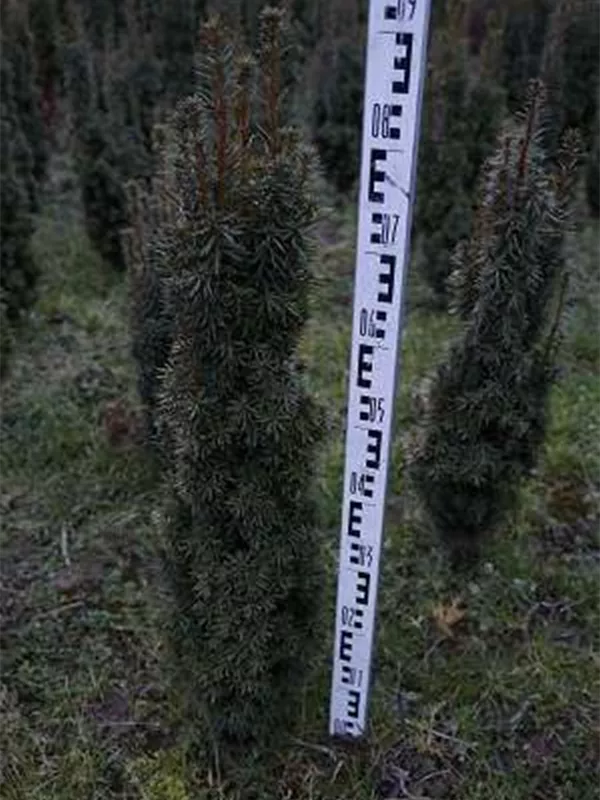 Eibe 'David' - Taxus baccata 'David' Eibe 'David' - Taxus baccata 'David'