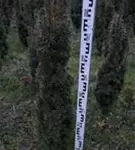 Eibe 'David' - Taxus baccata 'David'