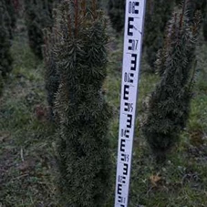Taxus baccata 'David', mB 80- 100