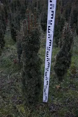 Eibe 'David' - Taxus baccata 'David'