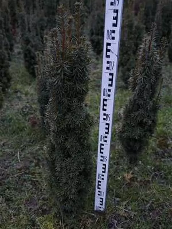Eibe 'David' - Taxus baccata 'David'