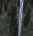 Eibe 'David' - Taxus baccata 'David'