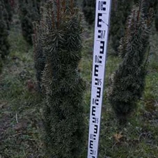 Taxus baccata 'David', mB 80- 100