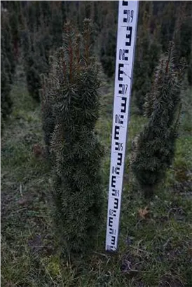 Eibe 'David' - Taxus baccata 'David'