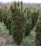Eibe 'David' - Taxus baccata 'David' Eibe 'David' - Taxus baccata 'David'