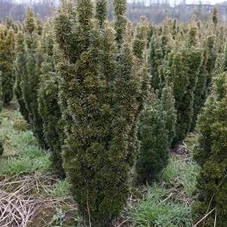 Taxus baccata 'David', mB 100- 120 Taxus baccata 'David', mB 100- 120