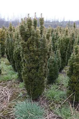 Eibe 'David' - Taxus baccata 'David' Eibe 'David' - Taxus baccata 'David'