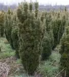 Eibe 'David' - Taxus baccata 'David'