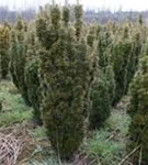 Eibe 'David' - Taxus baccata 'David'