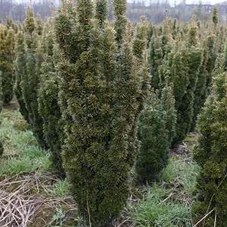 Taxus baccata 'David', mB 100- 120