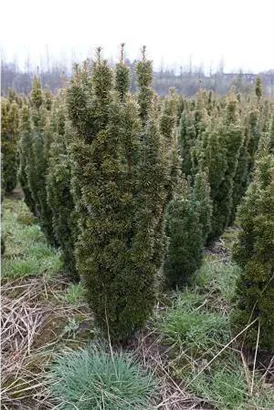 Eibe 'David' - Taxus baccata 'David'