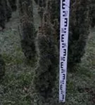 Eibe 'David' - Taxus baccata 'David' Eibe 'David' - Taxus baccata 'David'