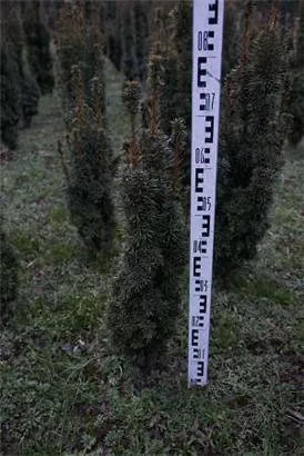 Eibe 'David' - Taxus baccata 'David' Eibe 'David' - Taxus baccata 'David'