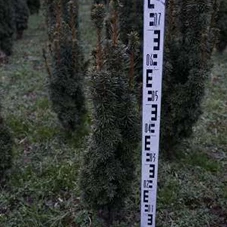 Taxus baccata 'David', mB 60- 70