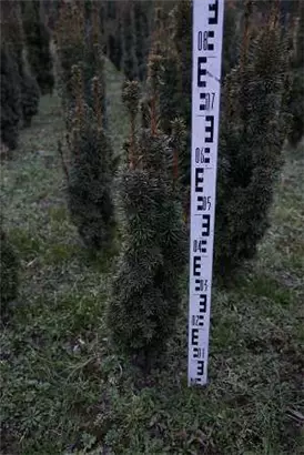Eibe 'David' - Taxus baccata 'David'