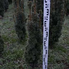 Taxus baccata 'David', mB 60- 70
