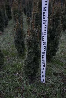 Eibe 'David' - Taxus baccata 'David'