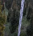 Eibe 'David' - Taxus baccata 'David'