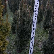 Taxus baccata 'David', mB 70- 80 Taxus baccata 'David', mB 70- 80