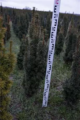 Eibe 'David' - Taxus baccata 'David' Eibe 'David' - Taxus baccata 'David'
