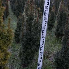 Taxus baccata 'David', mB 70- 80
