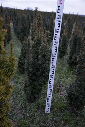 Eibe 'David' - Taxus baccata 'David'