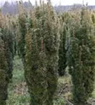 Eibe 'David' - Taxus baccata 'David' Eibe 'David' - Taxus baccata 'David'